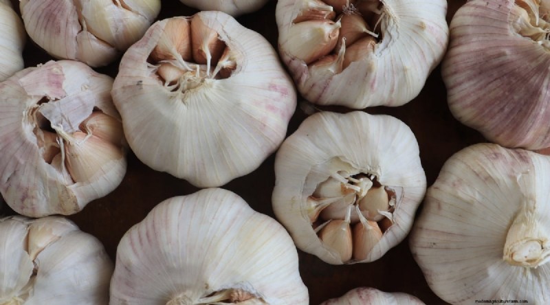 Softneck vs. Hardneck Garlic: A Comprehensive Guide