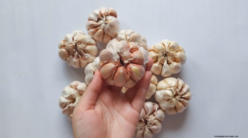 Softneck vs. Hardneck Garlic: A Comprehensive Guide