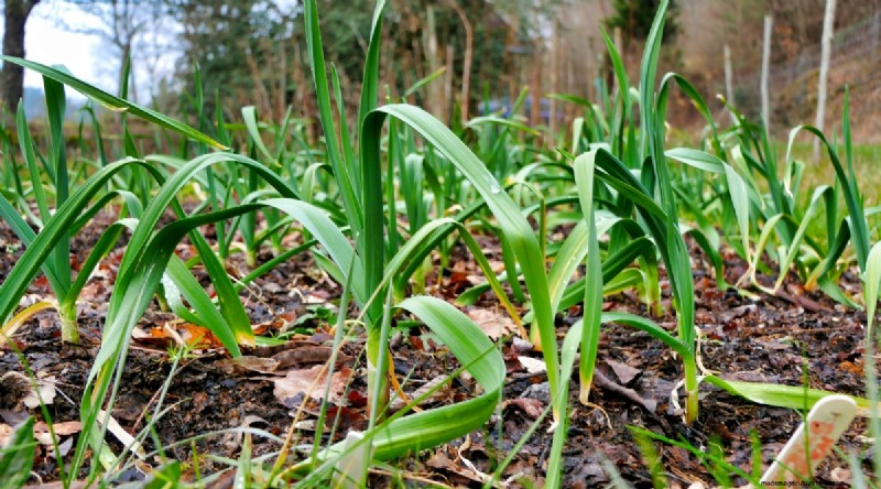 Softneck vs. Hardneck Garlic: A Comprehensive Guide