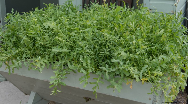 Grow Vegetables Indoors This Winter: 39 Delicious Varieties
