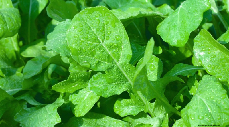 Grow Vegetables Indoors This Winter: 39 Delicious Varieties