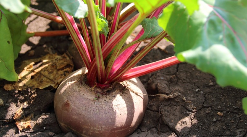 Grow Vegetables Indoors This Winter: 39 Delicious Varieties