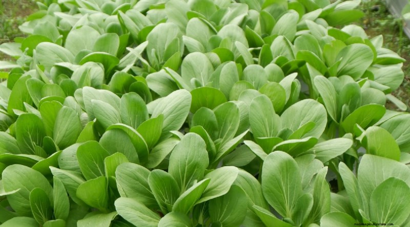 Grow Vegetables Indoors This Winter: 39 Delicious Varieties