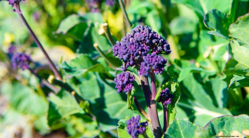 Grow Vegetables Indoors This Winter: 39 Delicious Varieties