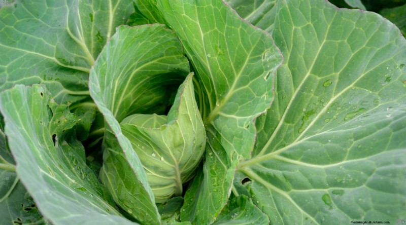 Grow Vegetables Indoors This Winter: 39 Delicious Varieties