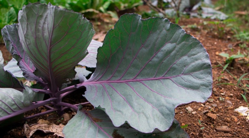 Grow Vegetables Indoors This Winter: 39 Delicious Varieties