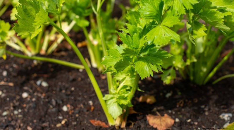 Grow Vegetables Indoors This Winter: 39 Delicious Varieties