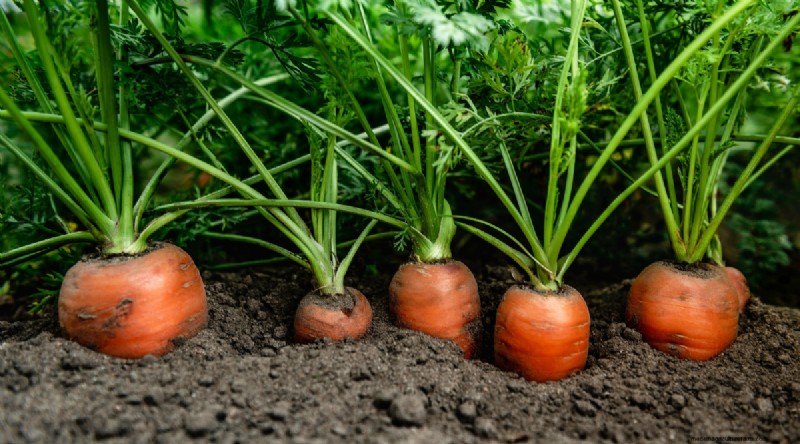 Grow Vegetables Indoors This Winter: 39 Delicious Varieties