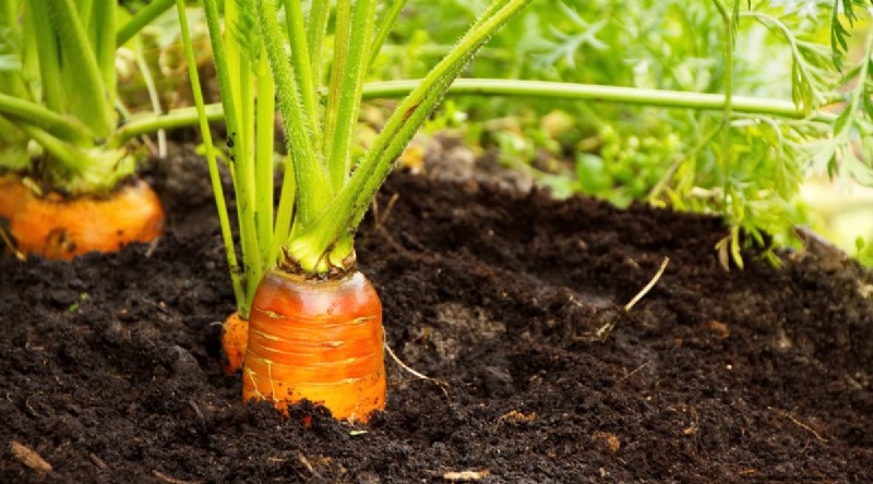Grow Vegetables Indoors This Winter: 39 Delicious Varieties