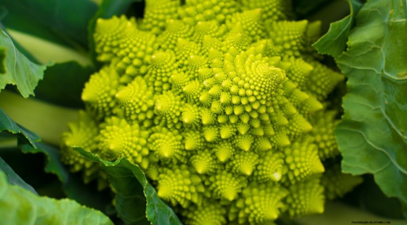 Grow Vegetables Indoors This Winter: 39 Delicious Varieties