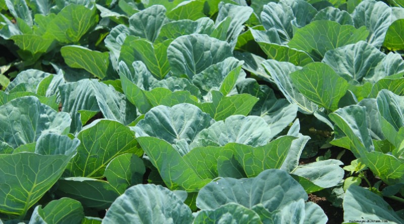 Grow Vegetables Indoors This Winter: 39 Delicious Varieties