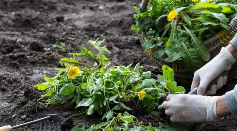 Grow Vegetables Indoors This Winter: 39 Delicious Varieties