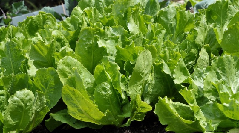 Grow Vegetables Indoors This Winter: 39 Delicious Varieties