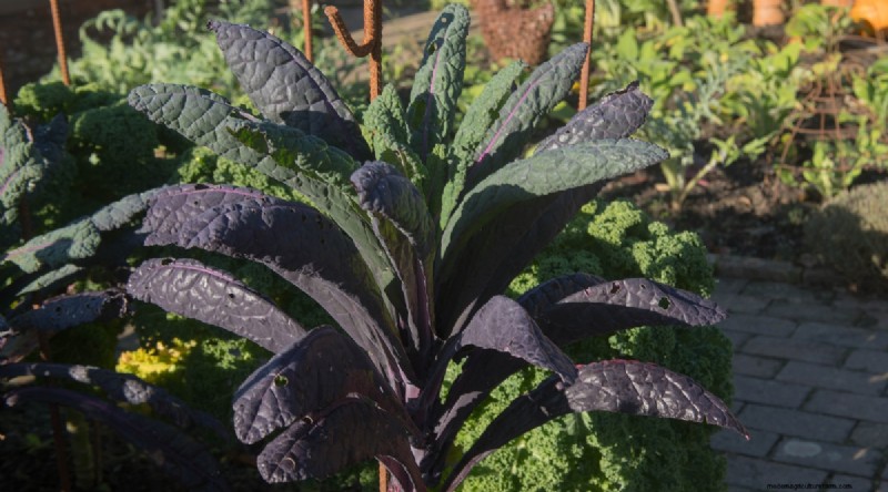 Grow Vegetables Indoors This Winter: 39 Delicious Varieties