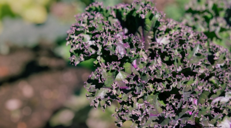 Grow Vegetables Indoors This Winter: 39 Delicious Varieties