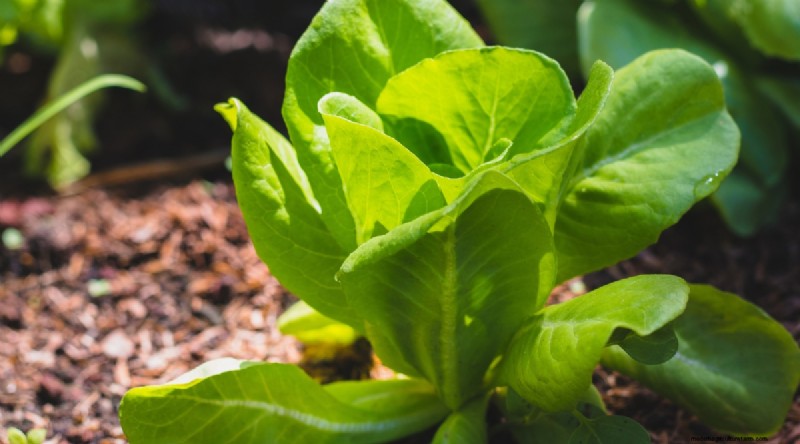 Grow Vegetables Indoors This Winter: 39 Delicious Varieties