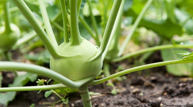 Grow Vegetables Indoors This Winter: 39 Delicious Varieties