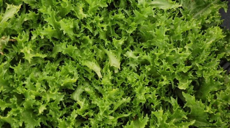 Grow Vegetables Indoors This Winter: 39 Delicious Varieties
