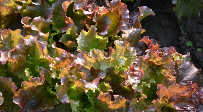 Grow Vegetables Indoors This Winter: 39 Delicious Varieties