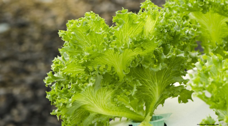 Grow Vegetables Indoors This Winter: 39 Delicious Varieties