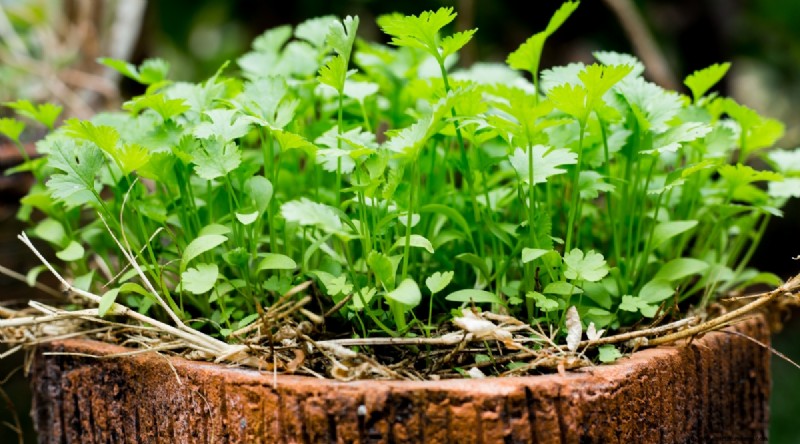 Grow Vegetables Indoors This Winter: 39 Delicious Varieties