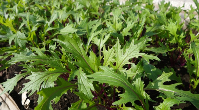 Grow Vegetables Indoors This Winter: 39 Delicious Varieties