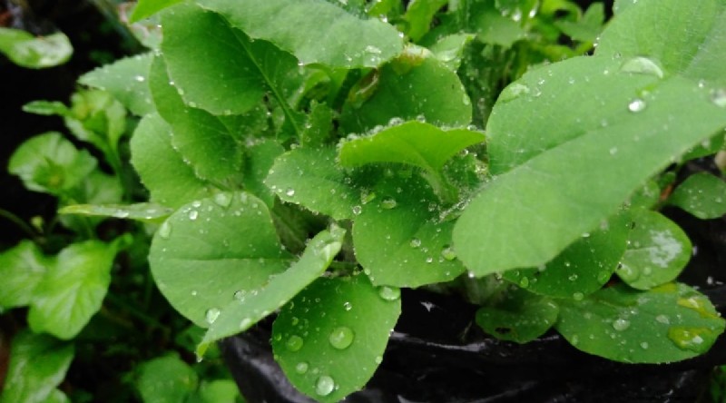 Grow Vegetables Indoors This Winter: 39 Delicious Varieties