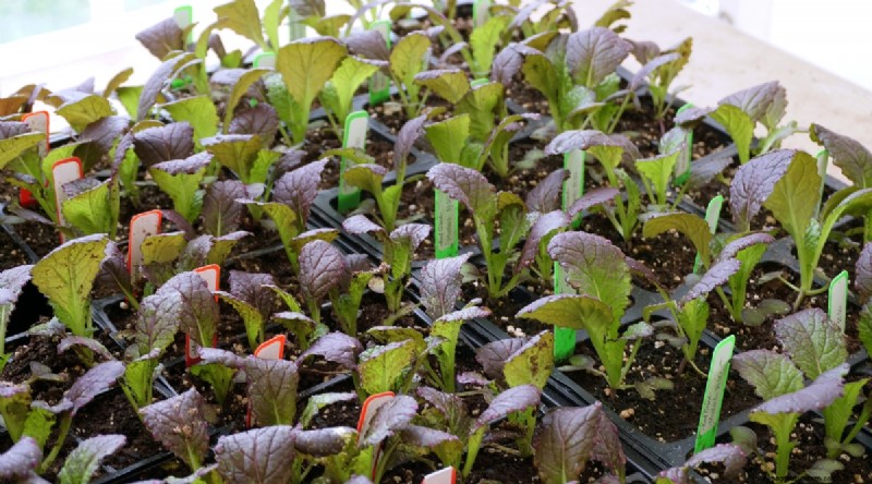 Grow Vegetables Indoors This Winter: 39 Delicious Varieties