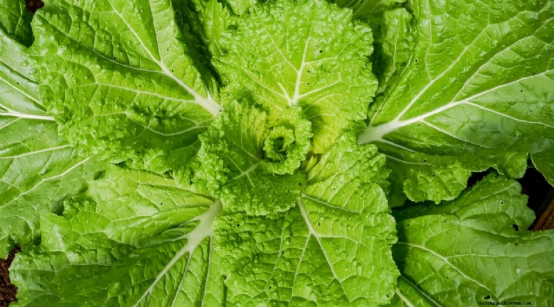 Grow Vegetables Indoors This Winter: 39 Delicious Varieties