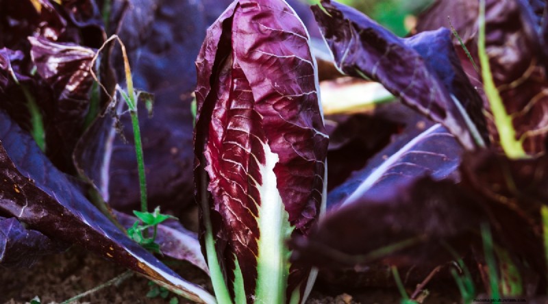 Grow Vegetables Indoors This Winter: 39 Delicious Varieties