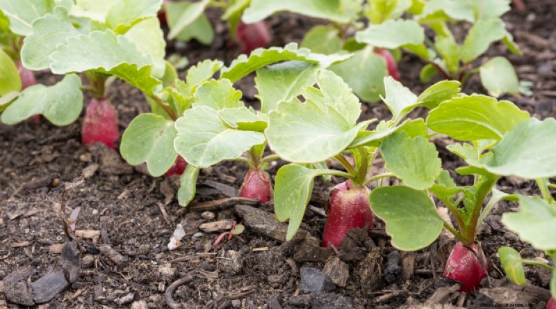 Grow Vegetables Indoors This Winter: 39 Delicious Varieties