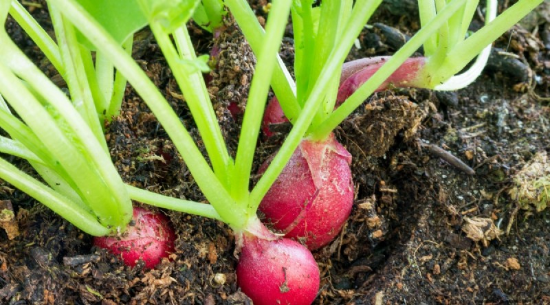 Grow Vegetables Indoors This Winter: 39 Delicious Varieties