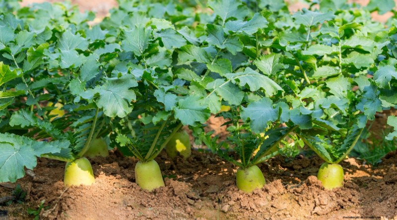 Grow Vegetables Indoors This Winter: 39 Delicious Varieties