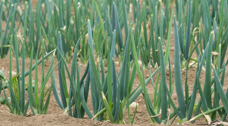Grow Vegetables Indoors This Winter: 39 Delicious Varieties