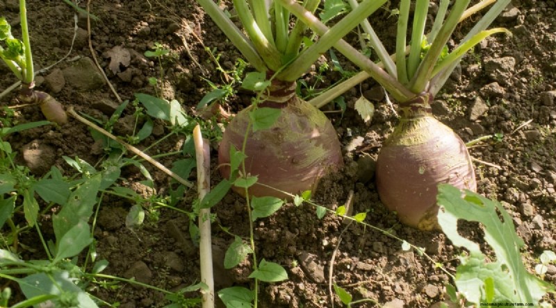 Grow Vegetables Indoors This Winter: 39 Delicious Varieties