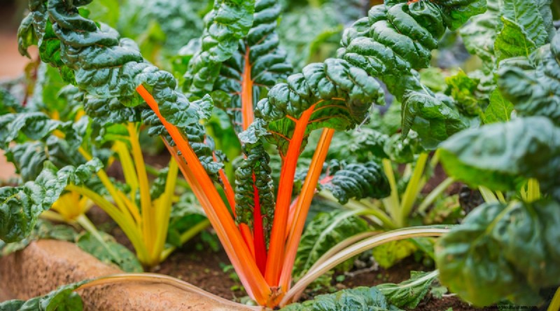 Grow Vegetables Indoors This Winter: 39 Delicious Varieties