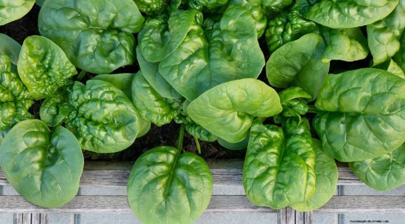 Grow Vegetables Indoors This Winter: 39 Delicious Varieties
