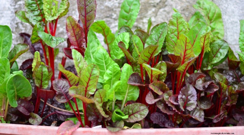 Grow Vegetables Indoors This Winter: 39 Delicious Varieties