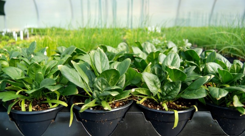 Grow Vegetables Indoors This Winter: 39 Delicious Varieties