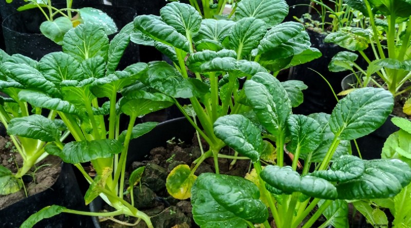 Grow Vegetables Indoors This Winter: 39 Delicious Varieties