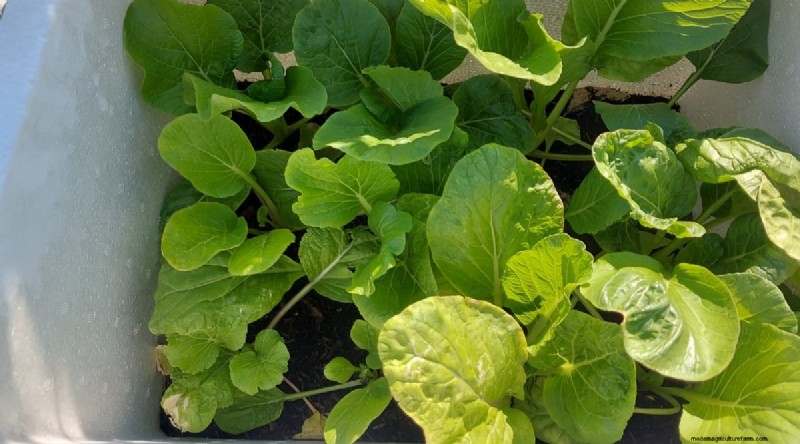 Grow Vegetables Indoors This Winter: 39 Delicious Varieties