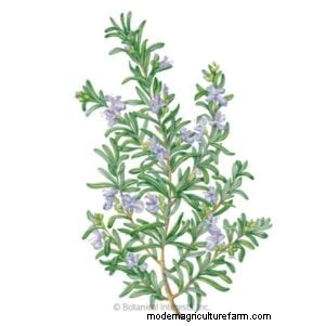 DIY Rosemary-Infused Oil: A Simple Guide from the Garden