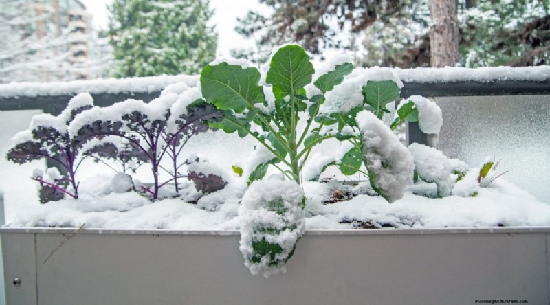 Winter Gardening: 13 Vegetables & Herbs That Thrive in Snow