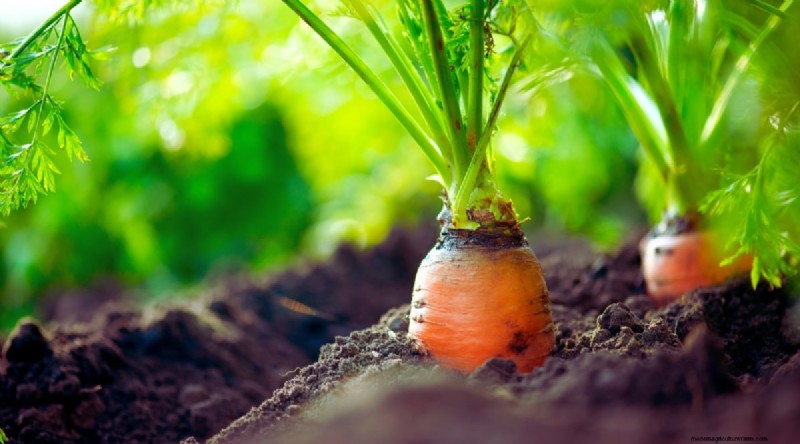 Winter Gardening: 13 Vegetables & Herbs That Thrive in Snow