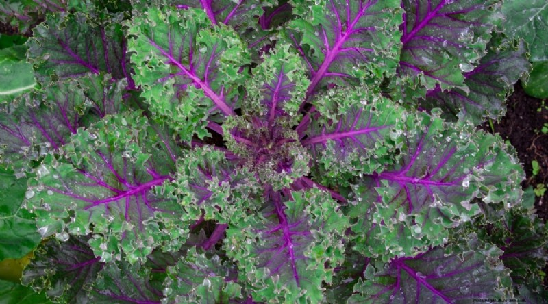 Winter Gardening: 13 Vegetables & Herbs That Thrive in Snow