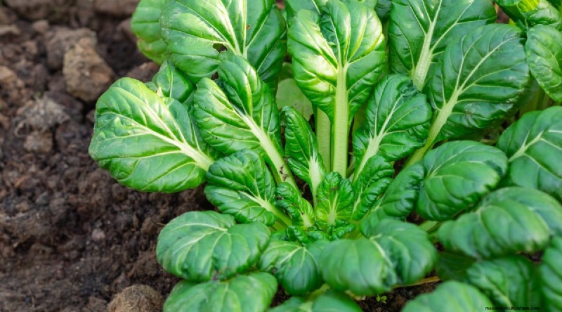 Winter Gardening: 13 Vegetables & Herbs That Thrive in Snow