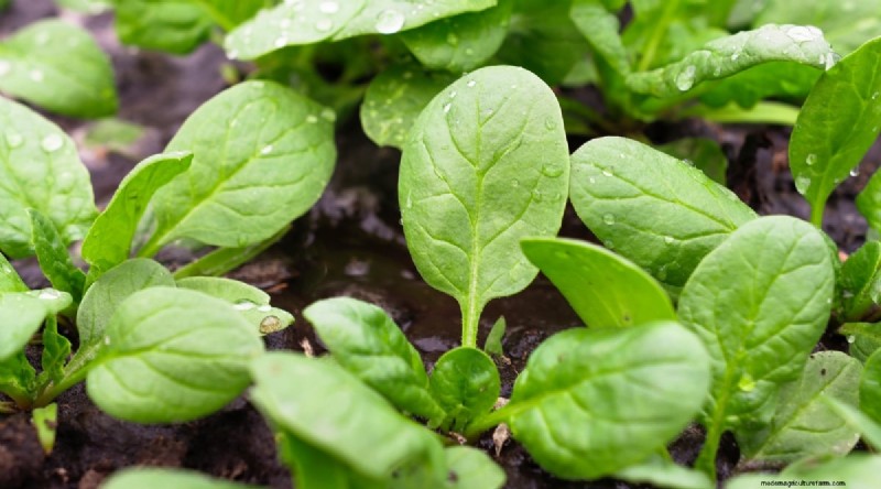 Winter Gardening: 13 Vegetables & Herbs That Thrive in Snow