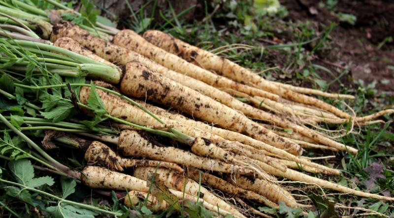 Winter Gardening: 13 Vegetables & Herbs That Thrive in Snow