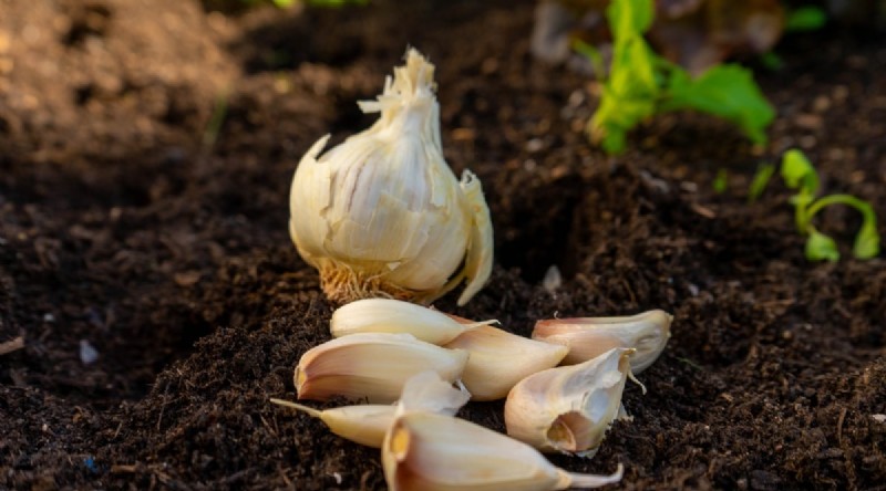 Winter Gardening: 13 Vegetables & Herbs That Thrive in Snow