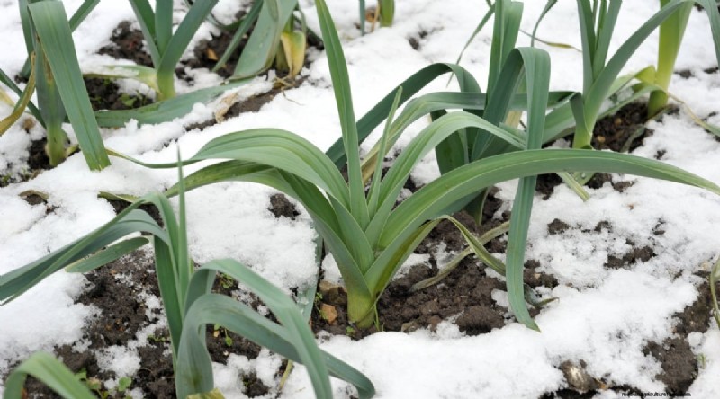 Winter Gardening: 13 Vegetables & Herbs That Thrive in Snow